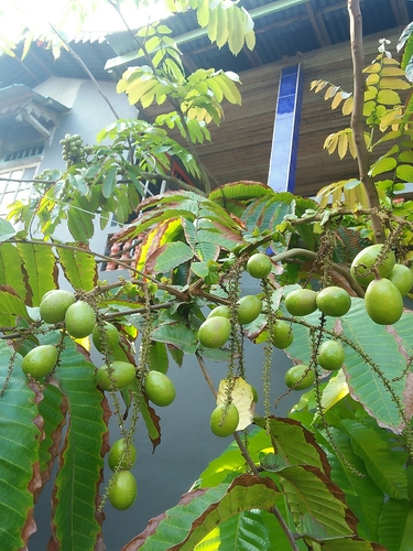 Laici brazil buah JUS MONAVIE